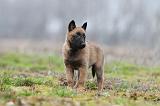 MALINOIS 897